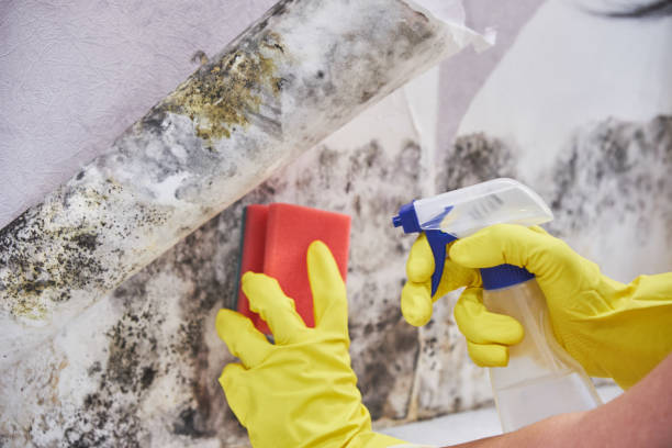 Best Black Mold Removal  in Reedsburg, WI